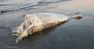 Puerto Madryn otra vez sorprendida: apareció un ballenato muerto en la playa céntrica