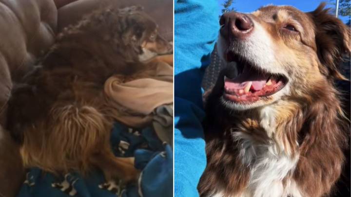 Ohio Owner Noticed Her Dog Was Upset And Used A Surprising Method To Cheer Her Up