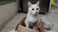 Desesperada búsqueda de Pistacho, un gatito perdido en el barrio Los Flores