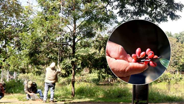 Floreció la esperanza en Cali: el burilico, un árbol casi extinto, renació en el sur de la ciudad