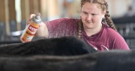 Shenandoah County Fair 4-H/FFA participants prepare animals for show