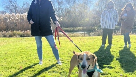 Meet adoptable dogs at Sakonnet Vineyard’s free event Aug. 17