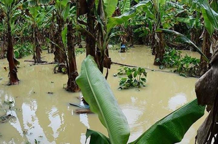 Al menos 6.000 hectáreas de plátano están en riesgo de inundaciones
