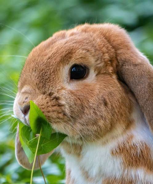 Peculiar petición de un zoológico en Dinamarca: piden mascotas para servir de alimento