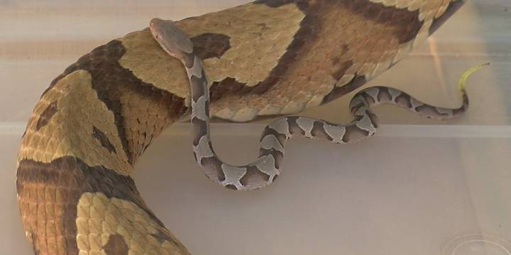 “Friendly reminder & warning:” It’s venomous snake birthing season