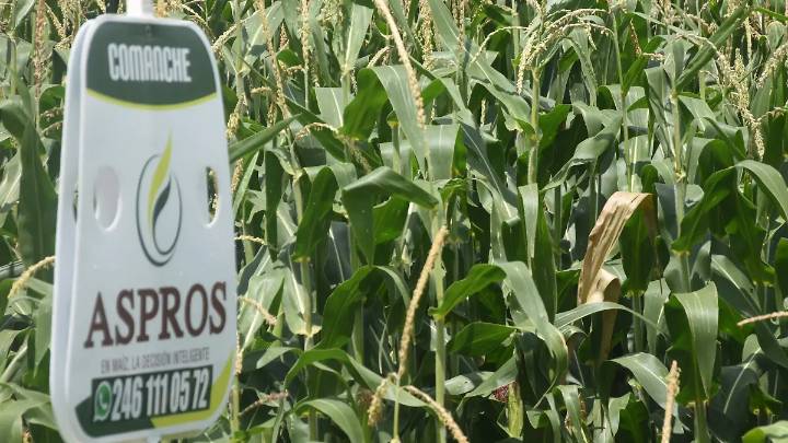 Introducen nuevas variedades híbridas de maíz para garantizar el abasto alimentario en Tlaxcala