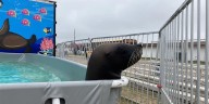 Sea Lion Splash educates Nebraska fairgoers about recycling and conservation