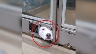 Lonely Pup In South Carolina Waits For Someone To Notice Her At The Shelter