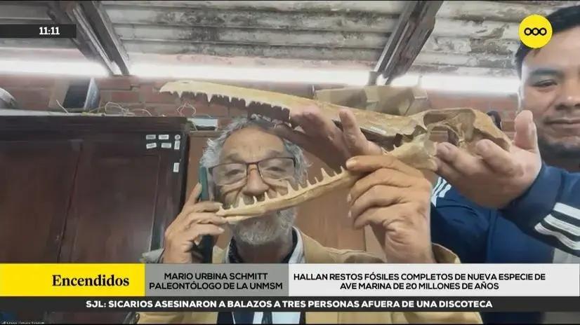 Nueva especie de ave marina de 20 millones de años fue hallada en el desierto de Ocucaje: ¿cuáles son sus características?