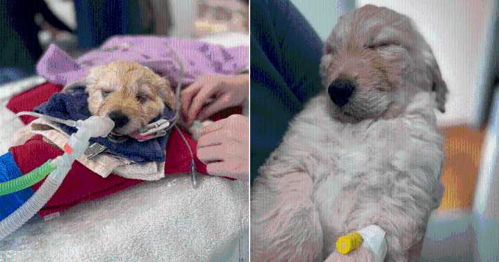 Vet Rescues 7-Week-Old Puppy From Euthanasia, Gives Him a Second Chance at Life
