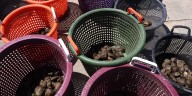 Two new deaths from flesh-eating bacteria reported eating Louisiana oysters