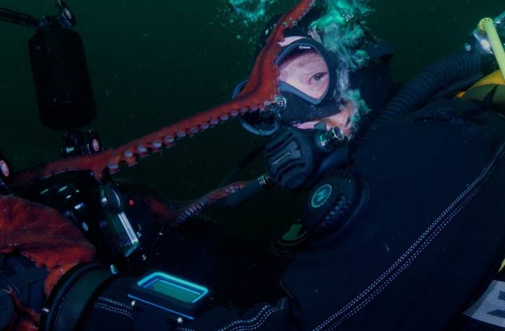 Giant Pacific octopus shoots video of itself after claiming camera from B.C. divers