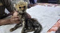 Ten cheetah cubs rescued from wildlife trade in Somaliland