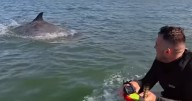 Heart-warming moment Edinburgh watersports fans joined by 'chatty' dolphins