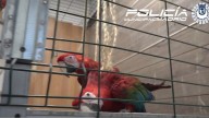 Cuatro guacamayos, rescatados de un piso turístico en Madrid