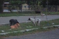 Veterinario de Yucatán advierte por casos de parvovirus por las temperaturas calurosas