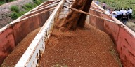 Finalizó la cosecha de sorgo en la Argentina