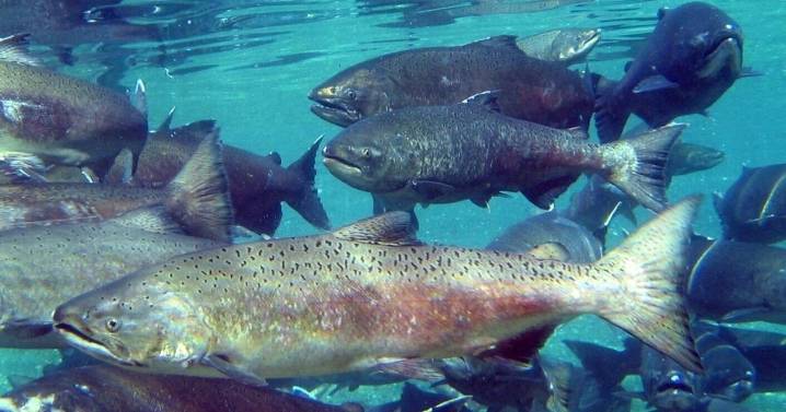 Chinook salmon fishing ends in Umpqua, bag limit increased for Coos Basin