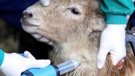 Detectado un nuevo foco de lengua azul en Extremadura