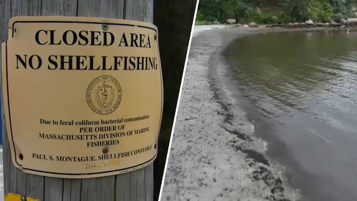 Vibrio vulnificus at Old Silver Beach in Falmouth, Massachusetts