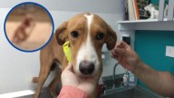 Perrito que era cruelmente maltratado es rescatado en Culiacán por Fundación Balto y Togo