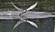 Watching the fishers of Island Park
