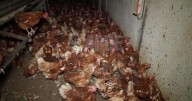 El Govern obliga a la granja avícola a reducir hasta 40.000 gallinas de las 135.000 que hay actualmente