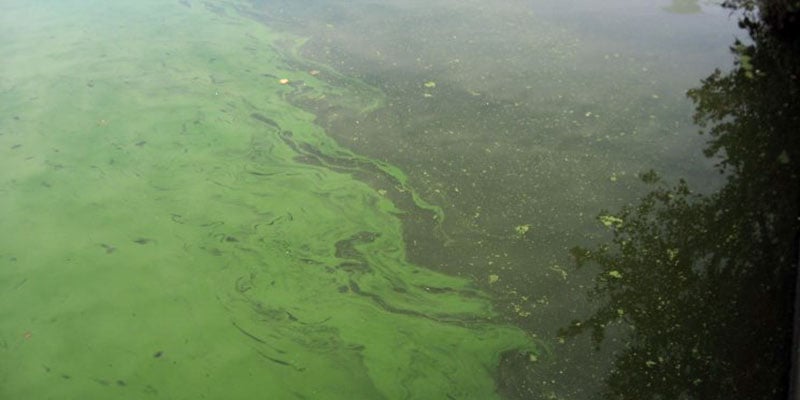 RIDOH recommends avoiding part of lake in Coventry due to algae bloom