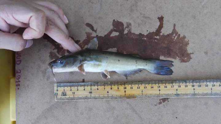 Descubren nueva especie de pez en el río Nazas: un fósil viviente en peligro de extinción