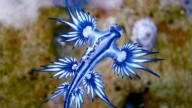 El “Pokémon del mar” reaparece siglos después: el Mediterráneo está cambiando