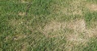 Ask an Expert – Why is my lawn turning brown?