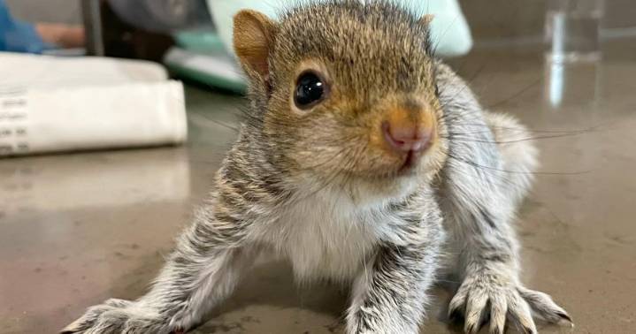 Warning for Massachusetts animal rehabbers: shocking mistake that kills baby animals