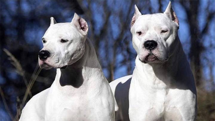 Grave ataque de dos dogos a una mujer