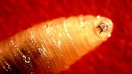 First travel-related human screwworm case detected in Maryland