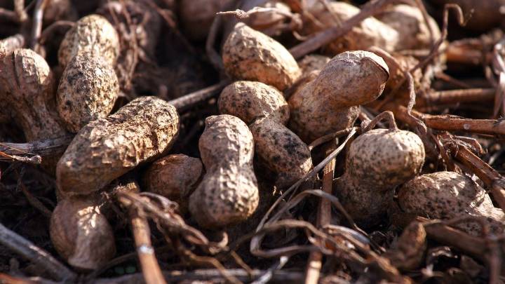 Con Córdoba como pilar, Argentina lideró la exportación mundial de maní