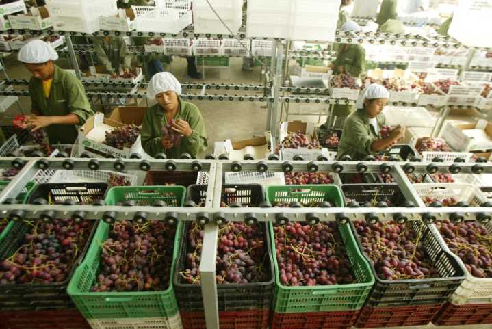 Perú: agroexportaciones superan los US$ 5,526 millones en primer semestre y crecen 22.3%