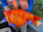 Sylvan Lake warns against releasing invasive fish