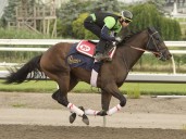 Attard taking three shots at winning his third King's Plate