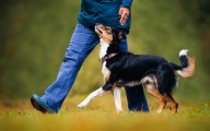 Enter to Win a $250 Gift Card to Milwaukee Paws!