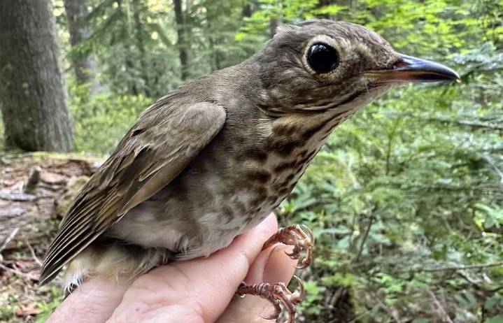 Inside the perilous journey of a familiar Northwest summer bird