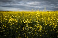 China announces 75.8% tariffs on Canadian canola