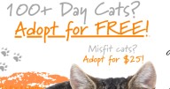 Waiting 100 days for the perfect home: Meet (and adopt) the Century Club Cats