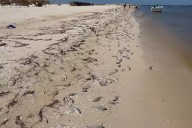 Gobierno de Yucatán confirma marea roja desde Progreso a Celestún