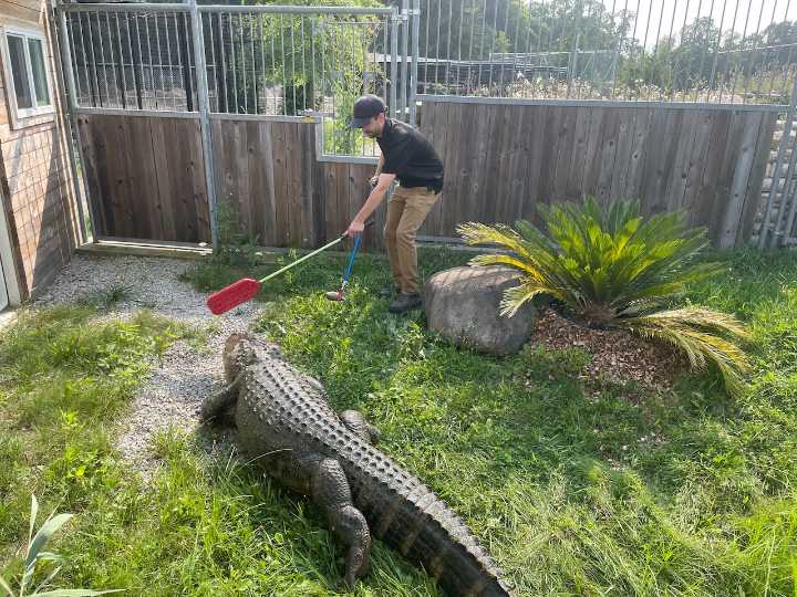How an abandoned pet alligator kicked off an effort to save wildlife around Ann Arbor