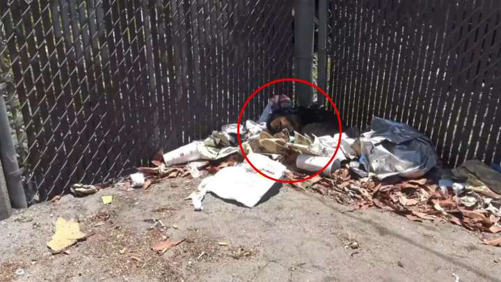 California Rescuers Shocked To Find Stray Dog Sleeping Alone On A Pile Of Trash