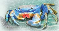 Sobreexplotación desdibuja al cangrejo azul en Alvarado; alertan de su posible extinción