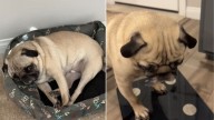 Nevada Family Finds Out What Their Dog Does Each Time They Walk Out The Door