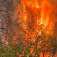 Polis makes disaster declaration for Archuleta County fire