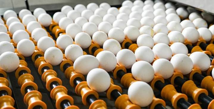 Huevos que rompen la calma en Estados Unidos: brote de salmonela