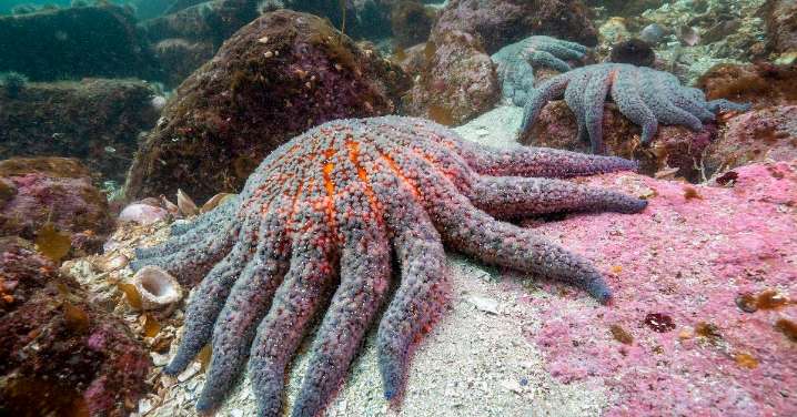 Identificada una bacteria que ha causado la mayor epidemia marina de la historia matando al 90% de las estrellas de mar girasol